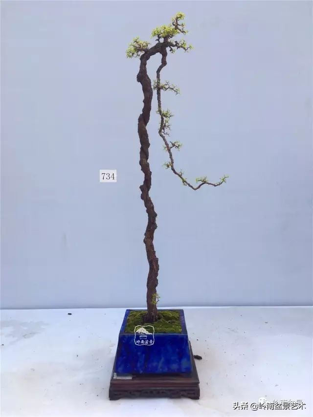 文人杂木盆景精品欣赏,可以做盆景的杂木图片大全