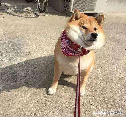 狗狗拉稀了怎么办黄红色,狗狗拉稀土办法