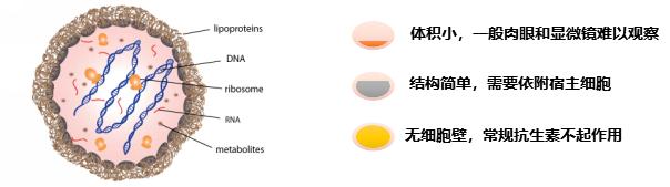 细胞培养中的污染预防措施,细胞培养过程中的支原体污染图片