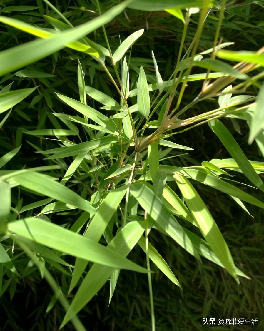 招财转运富贵竹怎么养时间长,家中养5种竹富贵不俗护家祥瑞