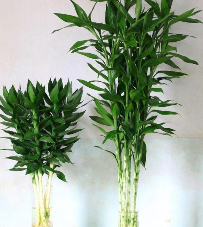 为什么富贵竹到冬天就死掉,富贵竹快枯萎了怎么办