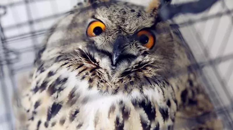 今天！涿州人都在传这段3分钟的“大鸟”视频，朋友圈都炸锅了……