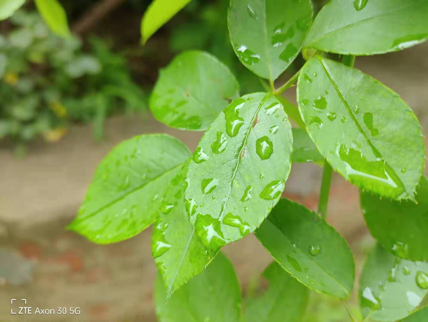 中兴axon305g评测,中兴axon305g屏下版值得买吗