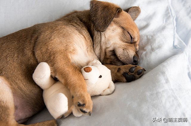 狗狗腿瘸了怎么恢复吃什么药,狗狗腿瘸了怎么办用按摩解决