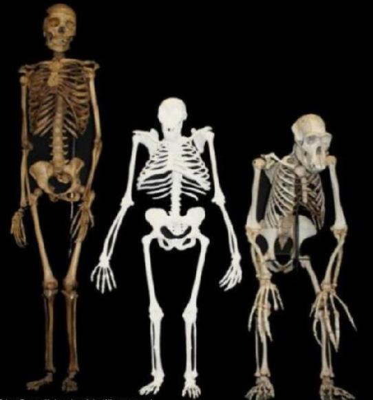 人都是女人生的,在人类出现之前,第一个女人是哪里来的?