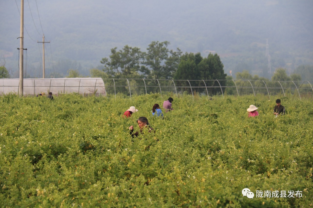 乡镇推动传统产业提档升级,推动优势产业发展壮大提质升级