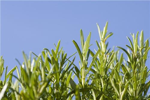 你的皮肤会有红肿痒吗?植物加盐就能让你拥有水润Q弹,快来试试