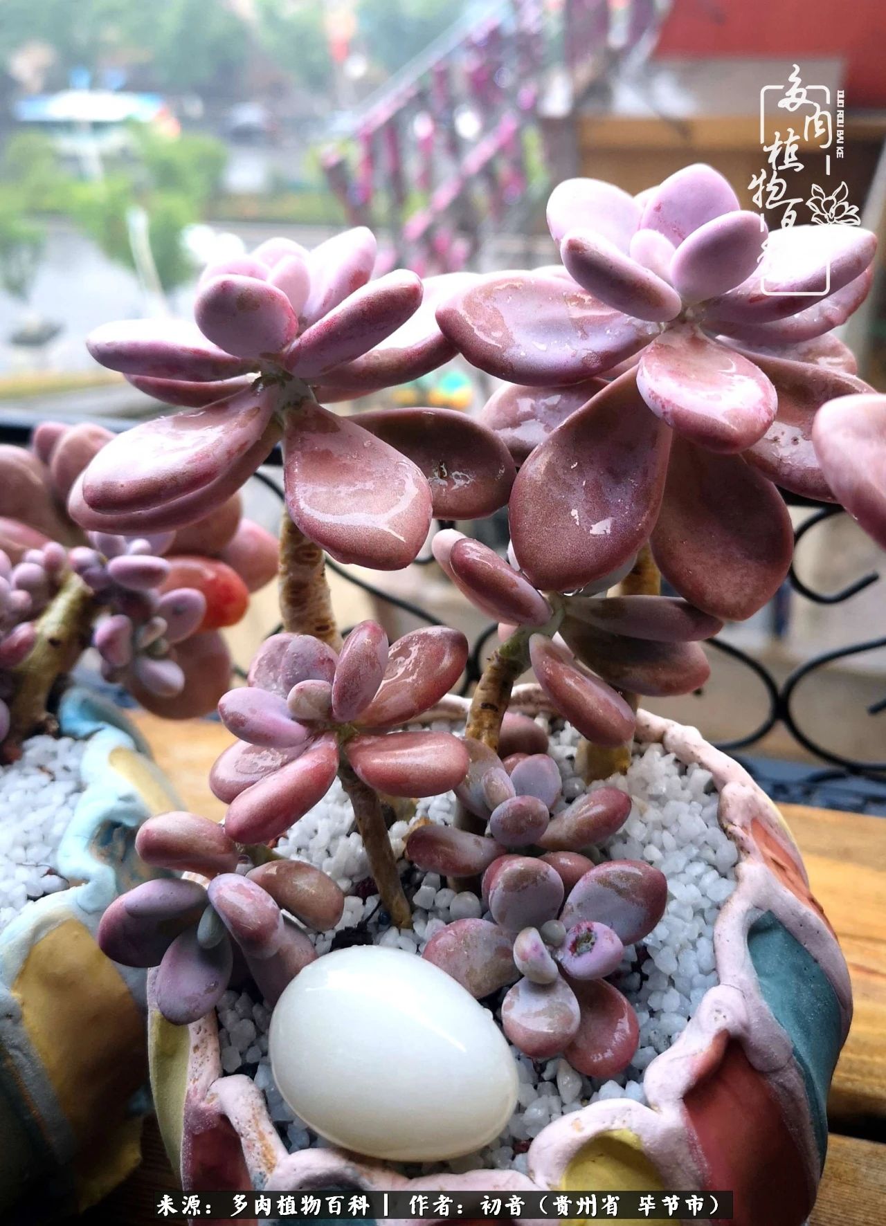 和多肉共度美好时光,与多肉一起成长