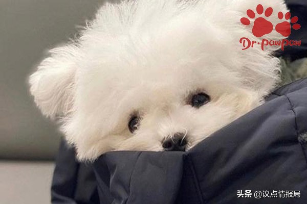 泰迪的训练方法,普安特犬如何