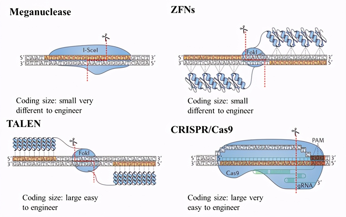金斯瑞生物科技2020年年度报告,金斯瑞生物科技第一个里程碑
