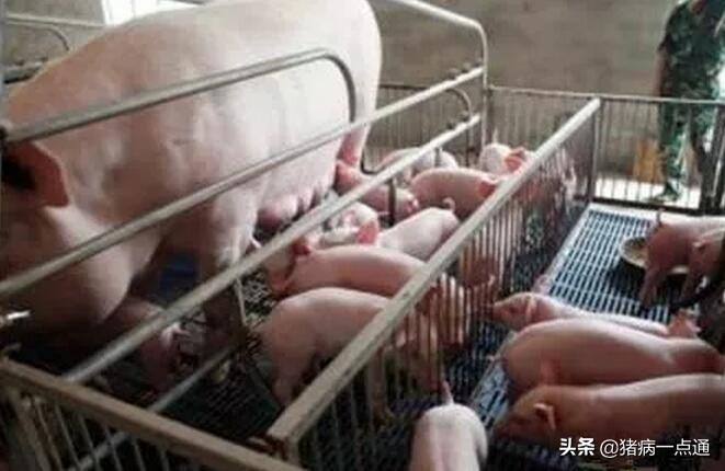 红糖加鸡蛋对母猪有什么功效,红糖喂母猪最佳配方