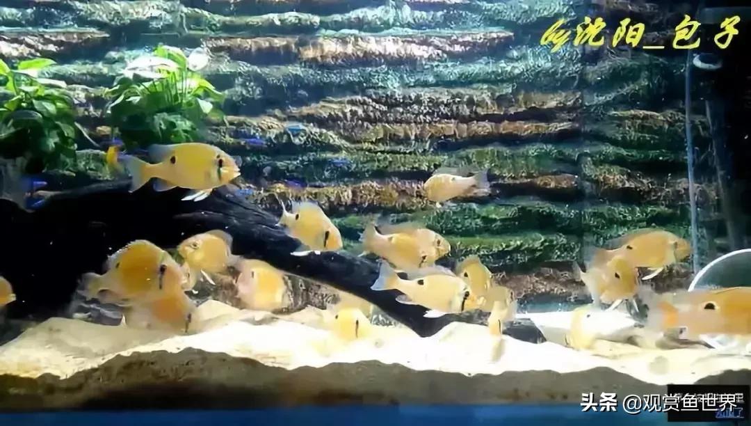 黄腹月亮宝石吃什么,没有黑点的黄腹月亮宝石