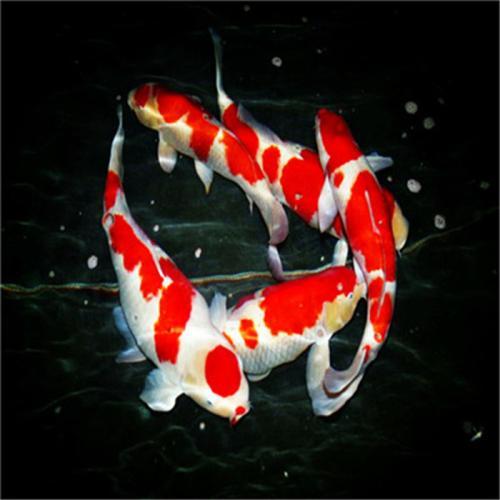 怎么知道鱼缸硝化细菌群建立了,鱼缸长绿藻是硝化细菌没建立好吗