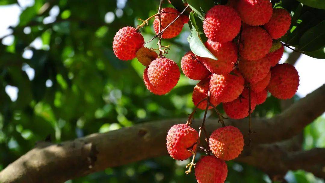 荔枝界的爱马仕,广东荔枝首选桂味荔枝