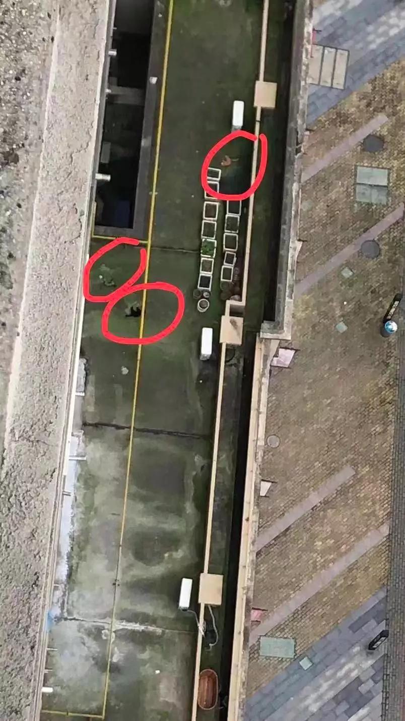 猫咪傲娇，为什么那么多人养？喜欢猫的18个理由，每个都无法反驳