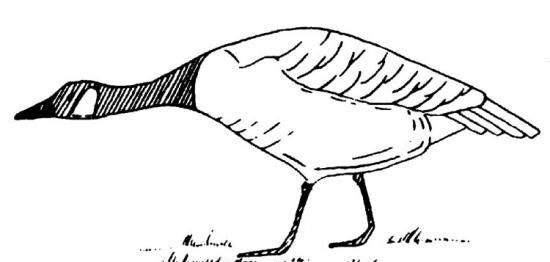 遇见恶霸你怎么办,遇见大鹅你应该怎么逃