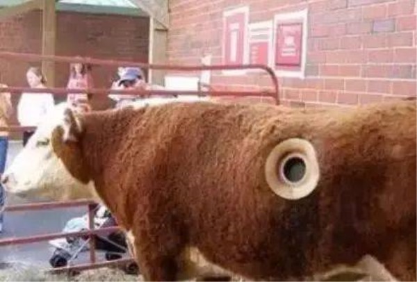 肉牛流行热症状与治疗,肉牛呼吸快喂什么药