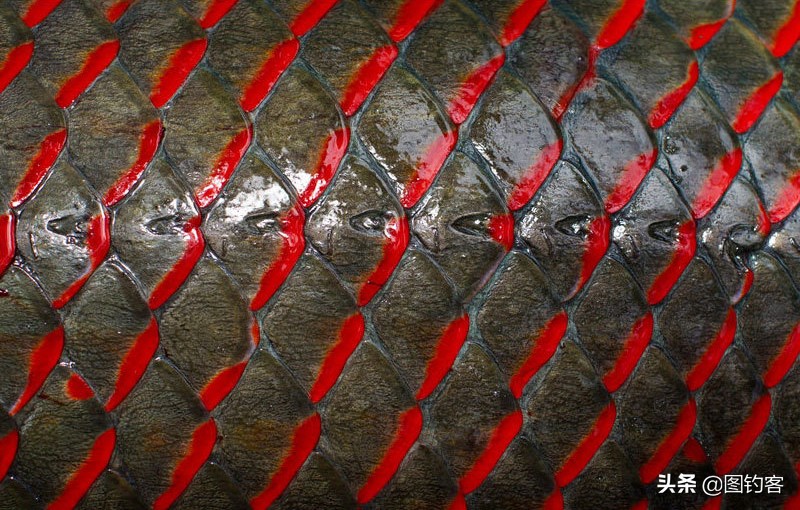 巨骨舌鱼的好奇心有多强,巴西巨骨舌鱼却濒临灭绝为什么