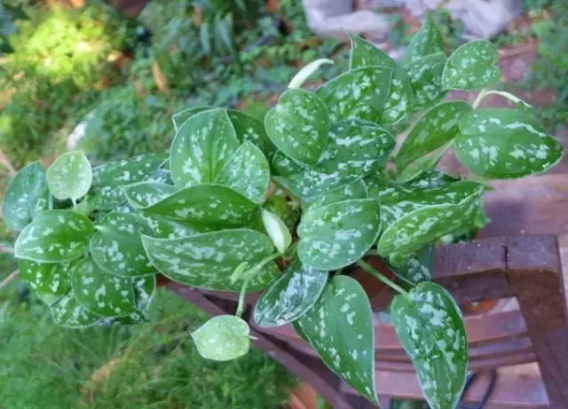 室内小盆栽植物绿萝,植物绿萝有什么寓意