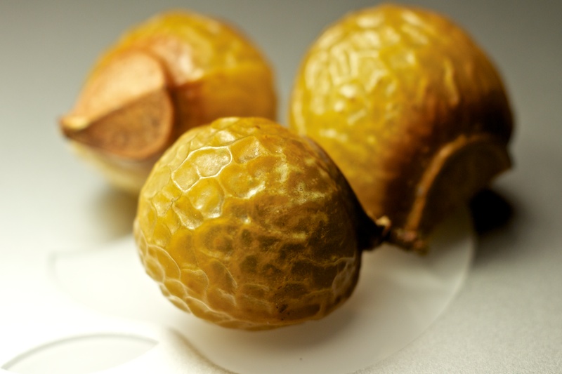 秋实之美无患子，假做桂元真菩提