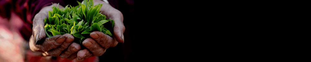 普洱茶高温杀青和低温杀青的区别,普洱茶低温杀青还是高温杀青