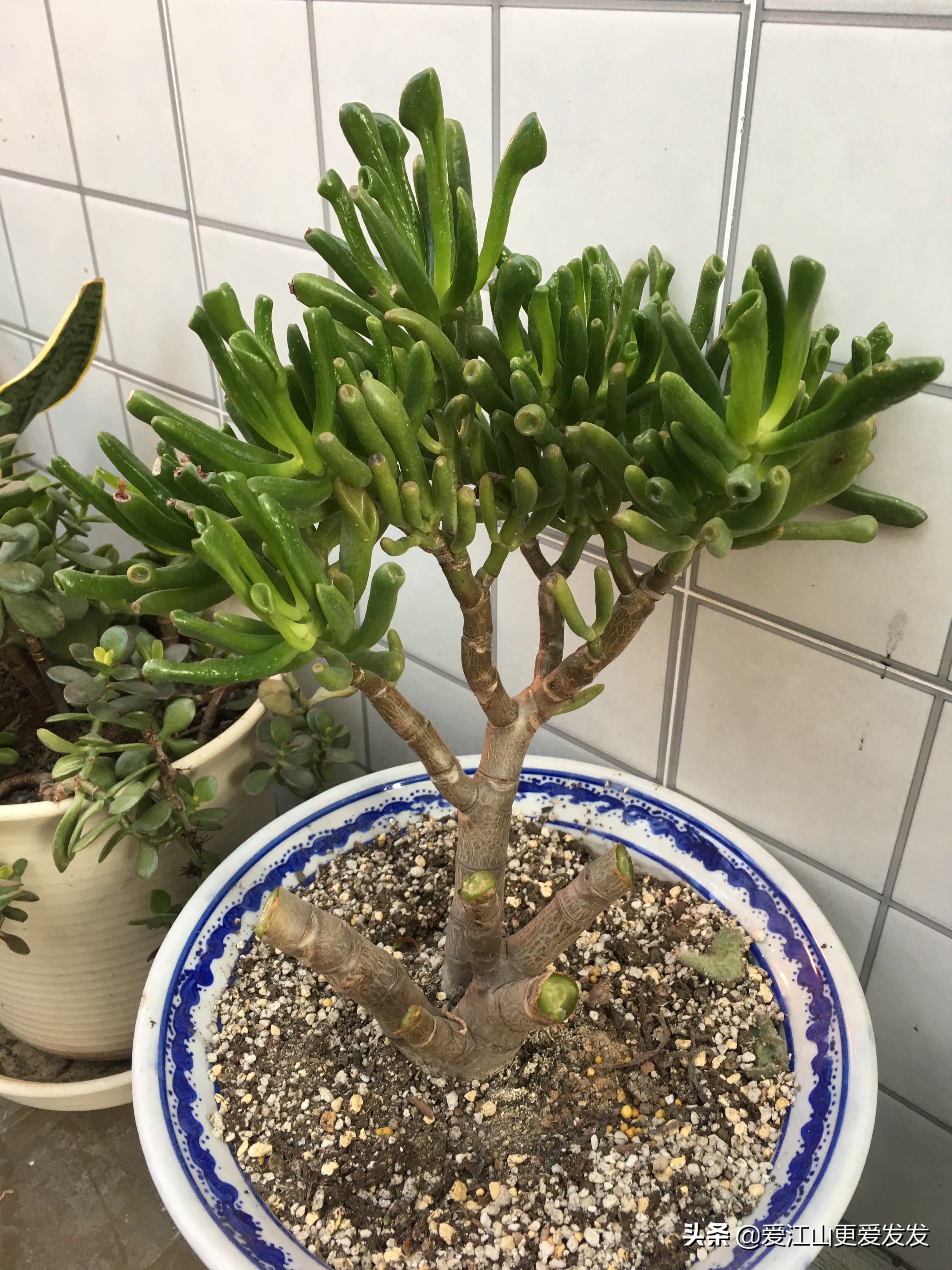 冬天花草枯萎怎么处理,植物受冻过如何快速修复