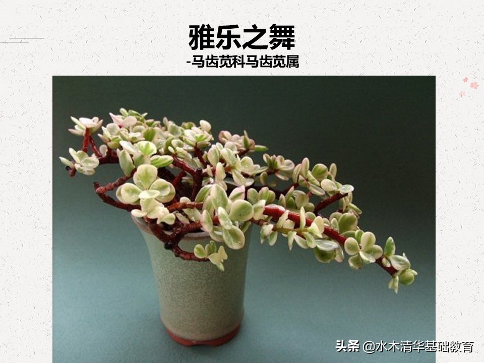 梦幻女王多肉植物百科图谱,原产地多肉植物图谱pdf