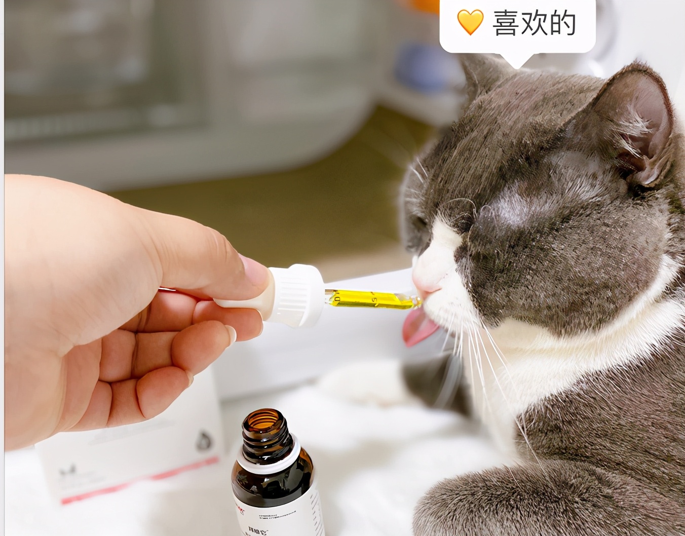 猫咪全口拔牙好可怜,猫咪被拔牙