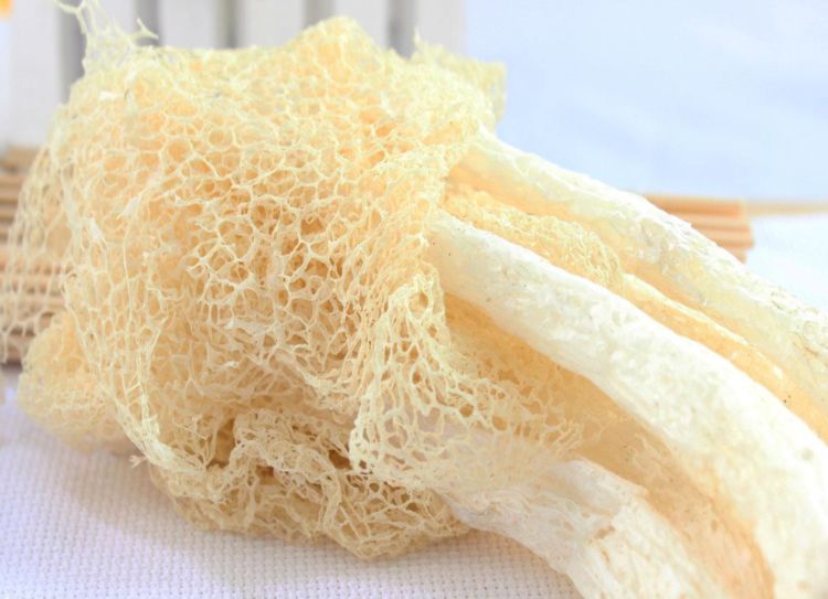 看似害虫实则益虫,其实它是一种很少见的菌类