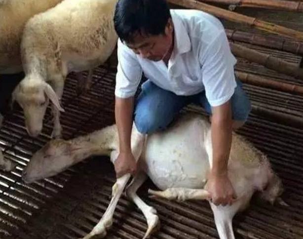 羊都腿瘸是什么病,羊走路一瘸一拐是什么病