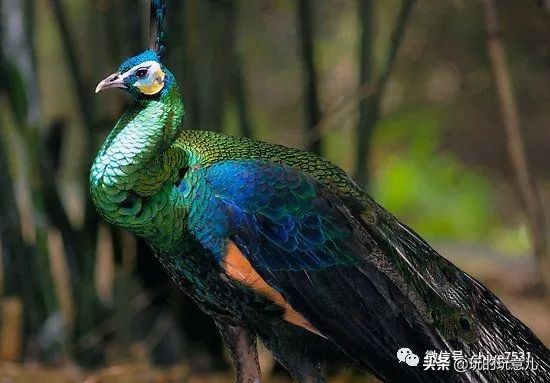 中国画孔雀名作,中国名画孔雀