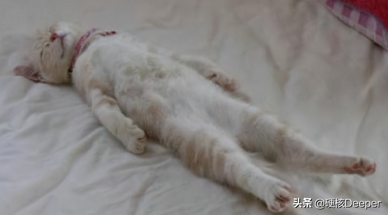 怎么样才能躲避东北虎,滑铲杀猛兽