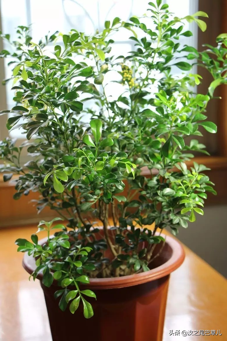 米兰花怎么养开花好看,米兰花怎样养护才开花多