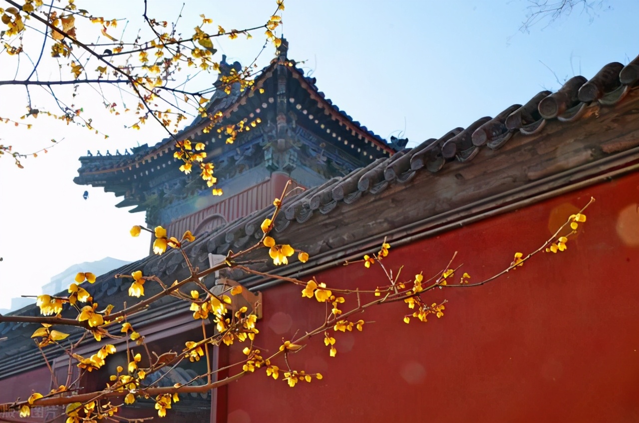 王小波的黄金时代中的经典句子,王小波的黄金时代经典句子