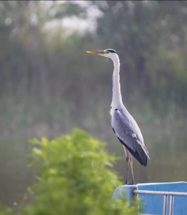 衡水湖有多美丽,七月衡水湖