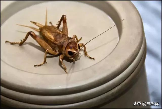 鸣虫之油葫芦和蝈蝈,蝈蝈蟋蟀油葫芦三大鸣虫叫声