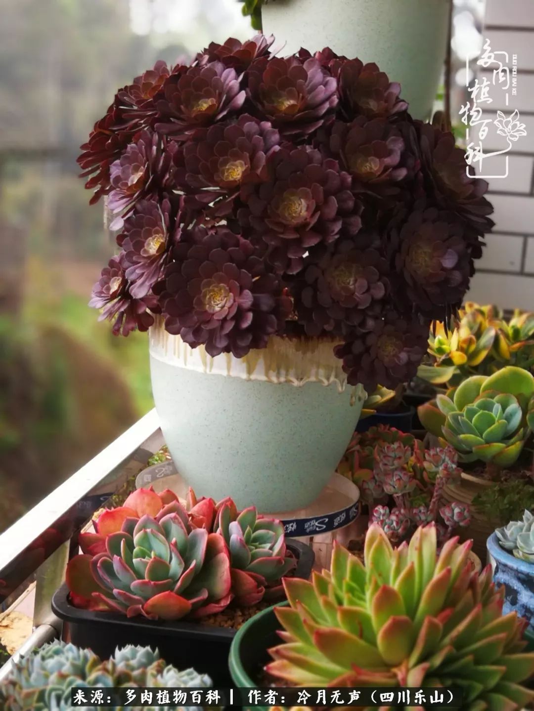 时光见证多肉故事,关于多肉的故事