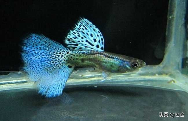 孔雀鱼吃多大的颗粒,孔雀鱼吃什么饲料最好