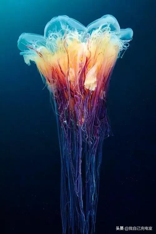 罕见的海底世界照,罕见海底图片