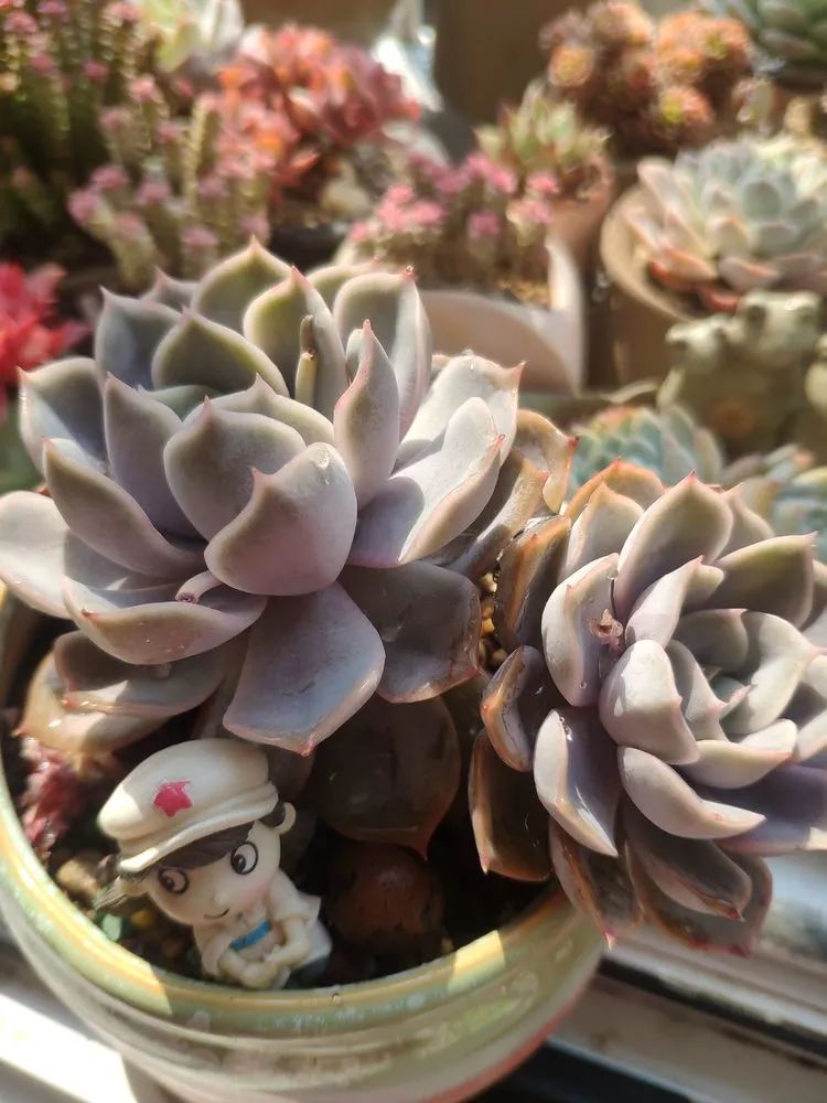 每一棵多肉都承载了一段时光,每一棵多肉都是独一无二