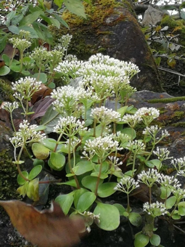 天门山一个人旅游,天门山的特别之处