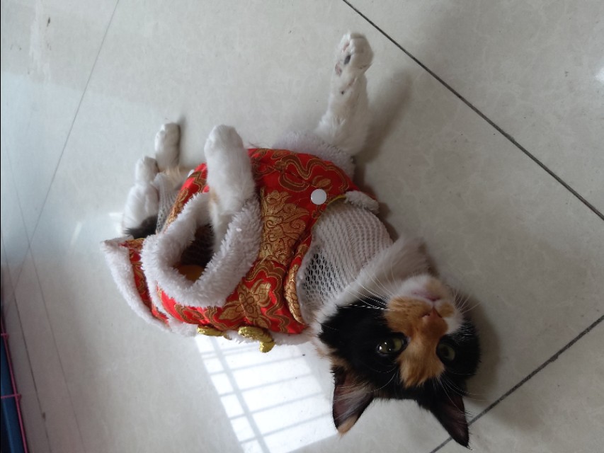 发情小母猫，在线鉴赏！！！