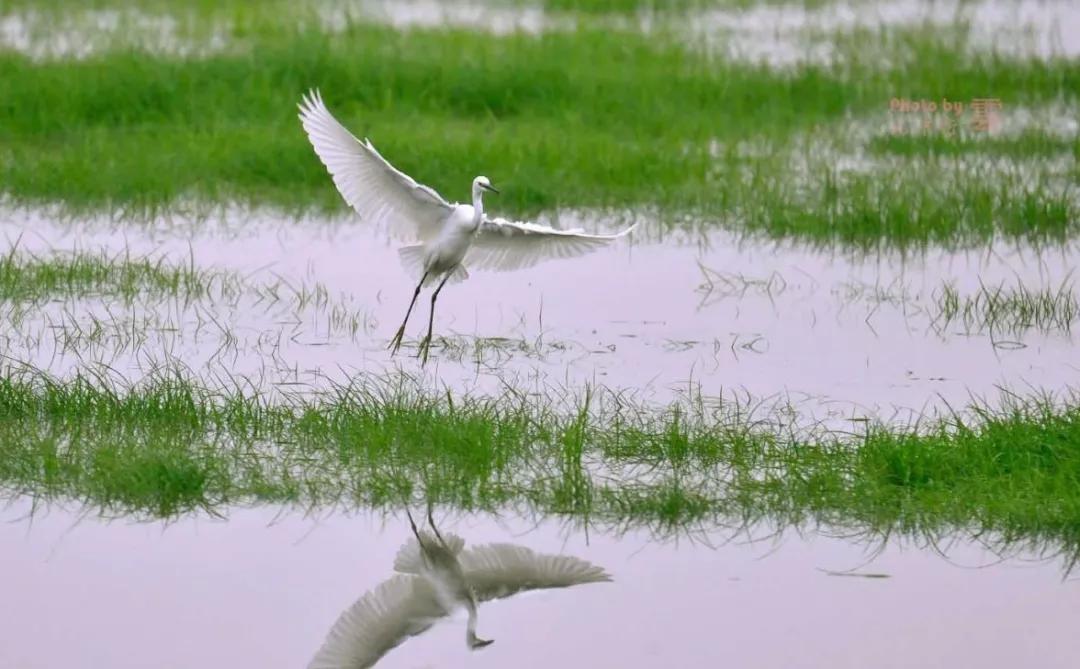 洞庭湖湖底鱼,大理湖水煮湖鱼