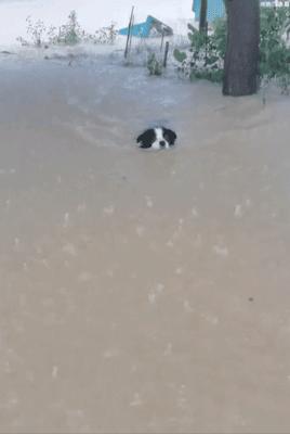 郑州遭遇特大暴雨主人带狗狗撤离,河南遭遇特大暴雨的小狗