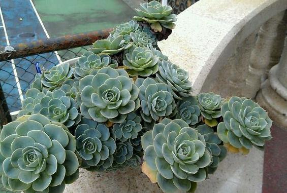 多肉植物玉蝶锦怎么繁殖,多肉植物玉蝶和碧桃哪个更有优势