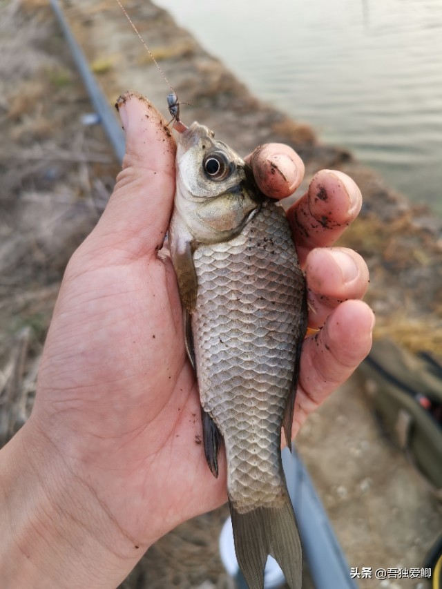 为什么大板鲫吃口很轻,大板鲫一般多少度吃口