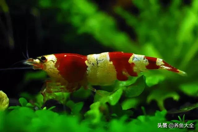 虾爆缸怎么办,极火虾怎么快速爆缸