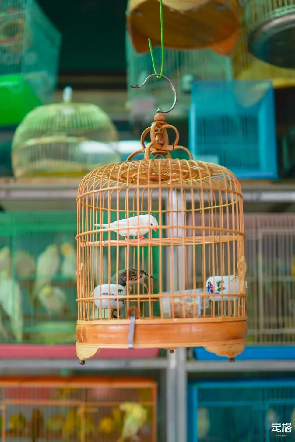 深圳周末打卡地点排行榜,深圳秋季打卡攻略