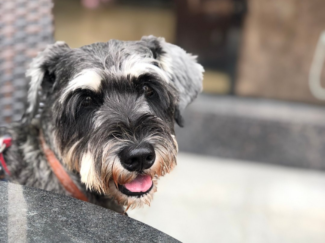 收破烂的大爷捡了一只哈士奇,收破烂的大叔捡到一个小孩