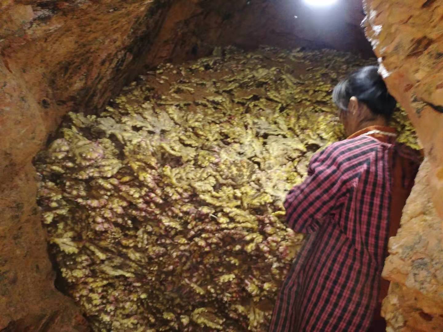 生姜枯萎病的最佳治疗方法,姜瘟病怎么治疗最有效